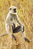PRM 02 MC0031 01
Hanuman Langur Sitting On Rock Kanha National Park, Madhya Pradesh, India
