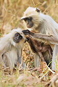 PRM 02 MC0032 01
Hanuman Langur Grooming Another In Pench National Park, Madhya Pradesh, India