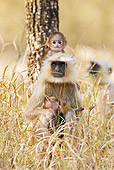 PRM 02 MC0033 01
Hanuman Langur With Two Babies In Pench National Park, Madhya Pradesh, India