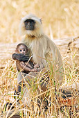 PRM 02 MC0034 01
Hanuman Langur Holding Baby In Pench National Park, Madhya Pradesh, India