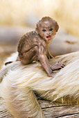PRM 02 MC0035 01
Hanuman Langur Baby Sitting On Adult's Back In Pench National Park, Madhya Pradesh, India