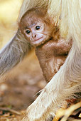 PRM 02 MC0036 01
Hanuman Langur Baby Clinging To Adult In Pench National Park, Madhya Pradesh, India