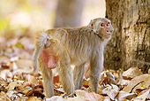PRM 02 MC0037 01
Rhesus Macaque Standing In Fallen Leaves Bandhavgarh National Park, India
