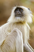 PRM 02 MC0038 01
Portrait Of Hanuman Langur In Bandhavgarh National Park, Madhya Pradesh, India