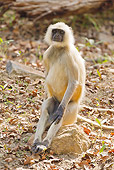 PRM 02 MC0039 01
Hanuman Langur Sitting On Rock Bandhavgarh National Park, Madhya Pradesh, India