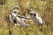 PRM 02 MC0040 01
Two Hanuman Langurs Playing Bandhavgarh National Park, Madhya Pradesh, India