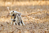 PRM 02 MC0041 01
Hanuman Langur Grooming Another Bandhavgarh National Park, Madhya Pradesh, India