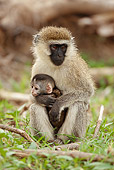 PRM 02 MC0042 01
Vervet Monkey Mother Sitting With Baby Samburu Game Reserve, Kenya