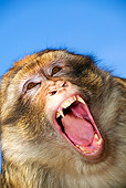 PRM 02 MH0005 01
Close Up Of Barbary Macaque With Mouth Open