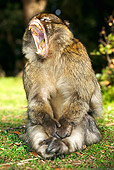 PRM 02 MH0006 01
Close Up Of Barbary Macaque Sitting With Mouth Open