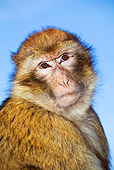 PRM 02 MH0007 01
Close Up Of Barbary Macaque