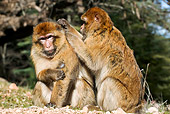 PRM 02 MH0008 01
Close Up Of Barbary Macaques Grooming