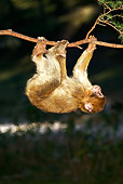 PRM 02 MH0009 01
Close Up Of Young Barbary Macaque Hanging From Branch