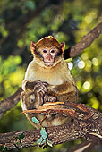 PRM 02 MH0010 01
Close Up Of Young Barbary Macaque Sitting On Branch