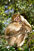 PRM 02 MH0011 01
Close Up Of Young Barbary Macaque Sitting On Branch Sucking Thumb