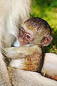 PRM 02 MH0012 01
Close Up Of Vervet Monkey Nursing Its Young