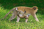 PRM 02 MH0013 01
Vervet Monkey Walking While Nursing Its Young