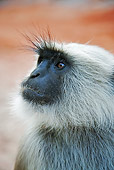 PRM 02 MH0014 01
Head Shot Of Hanuman Langur