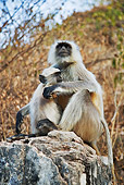 PRM 02 MH0015 01
Close Up Of Mother and Baby Hanuman Langur Sitting On Rock