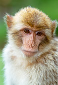 PRM 02 MH0016 01
Portrait Of Barbary Macaque