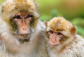PRM 02 MH0017 01
Portrait Of Barbary Macaque Mother With Baby