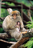PRM 02 MH0018 01
Portrait Of Barbary Macaque Mother Sitting On Log With Baby