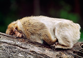 PRM 02 MH0019 01
Barbary Macaque Sleeping On Log