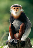 PRM 02 MH0023 01
Red-Shanked Douc Langur Sitting On Stump