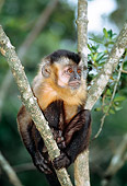 PRM 02 MH0024 01
Portrait Of Brown Capuchin Sitting In Tree