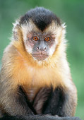 PRM 02 MH0025 01
Portrait Of Young Brown Capuchin Sitting