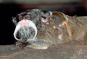 PRM 02 MH0026 01
Emperor Tamarin With Infant On Back At Night