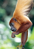 PRM 02 MH0027 01
Portrait Of Red Howler Monkey Using Prehensile Tail To Hang From Branch