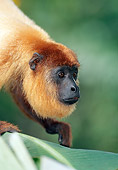 PRM 02 MH0028 01
Portrait Of Red Howler Monkey Climbing In Tree