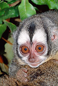 PRM 02 MH0029 01
Portrait Of Red-Necked Night Monkey South America