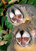 PRM 02 MH0030 01
Portrait Of Two Red-Necked Night Monkeys South America