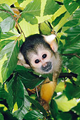 PRM 02 MH0031 01
Portrait Of Squirrel Monkey In Tree South America