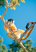 PRM 02 MH0032 01
Portrait Of Squirrel Monkey Clinging To Tree South America