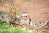 PRM 02 NE0005 01
Vervet Monkey Baby Sitting By Mother's Tail Amboseli National Park, Kenya