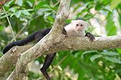 PRM 02 NE0006 01
White-Throated Capuchin Monkey Climbing In Tree Costa Rica