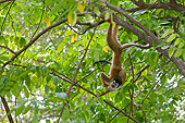 PRM 02 NE0007 01
Squirrel Monkey Hanging From Tree Branch Costa Rica