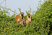 PRM 02 RW0001 01
Two Vervet Monkeys Sitting In Tree Samburu National Reserve, Kenya
