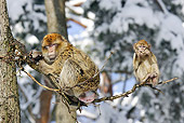 PRM 02 WF0003 01
Barbary Macaque Mother And Young Sitting On Tree Branch