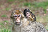 PRM 02 WF0006 01
Close-Up Of Barbary Macaque Mother With Young On Back