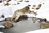 PRM 02 WF0007 01
Barbary Macaque Leaping Across Frozen Watering Hole