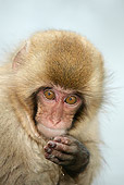 PRM 02 WF0008 01
Head Shot Of Young Japanese Macaque