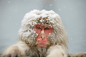 PRM 02 WF0009 01
Head Shot Of Snow-Covered Japanese Macaque