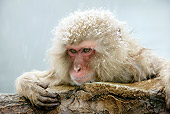 PRM 02 WF0010 01
Head Shot Of Snow-Covered Japanese Macaque In Hot Pool