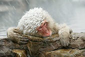 PRM 02 WF0011 01
Head Shot Of Snow-Covered Japanese Macaque In Hot Pool