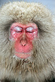 PRM 02 WF0012 01
Head Shot Of Japanese Macaque With Eyes Closed