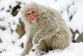 PRM 02 WF0013 01
Japanese Macaque Sitting On Snow